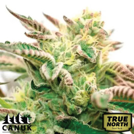 Star Killler Fast Version Feminized Seeds (Canuk Seeds) - ELITE STRAIN