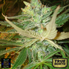Strawberry Cough FEMINIZED Seeds (BC Bud Depot) 