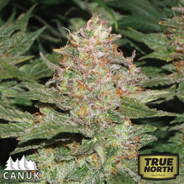 Strawberry Cough Feminized Seeds (Canuk Seeds) - ELITE STRAIN 