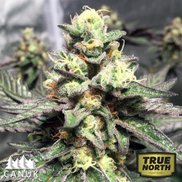 Strawberry Sunset Regular Seeds (Canuk Seeds) *While Supply Lasts*