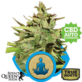 Stress Killer Auto Feminized Seeds (Royal Queen Seeds)