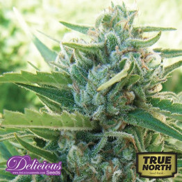 Sugar Black Rose Early Version FEMINIZED Seeds (Delicious Seeds)