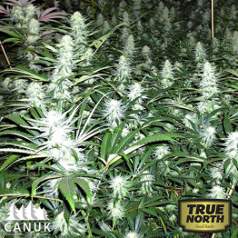 Super Lemon Haze Feminized Seeds (Canuk Seeds)