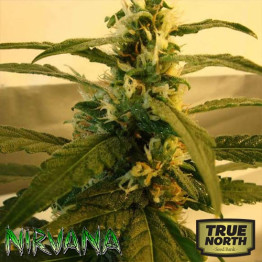 Super Skunk REGULAR Seeds (Nirvana Seeds)