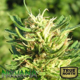 Super Skunk FEMINIZED Seeds (Nirvana Seeds)