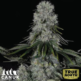 Super Critical Bilbo Fast Version Feminized Seeds (Canuk Seeds) - ELITE STRAIN