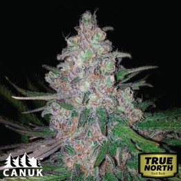 Sugar Haze Fast Version Feminized Seeds (Canuk Seeds) - ELITE STRAIN