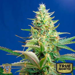 AUTO Sweet Pure CBD Feminized Seeds (Sweet Seeds)