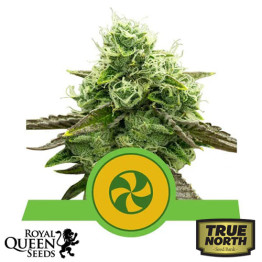 Sweet ZZ Automatic Feminized Seeds (Royal Queen Seeds)