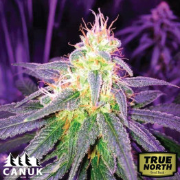 Sweet Island Skunk Fast Version Feminized Seeds (Canuk Seeds) - ELITE STRAIN