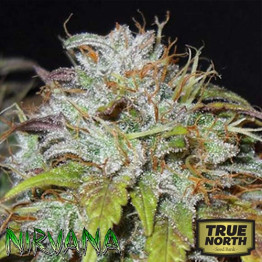 Swiss Cheese REGULAR Seeds (Nirvana Seeds)