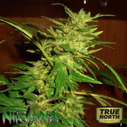 Swiss Cheese FEMINIZED Seeds (Nirvana Seeds)