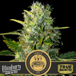 Tangie AUTO FEMINIZED Seeds (BlimBurn Seeds)