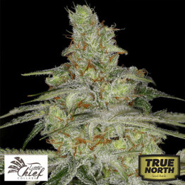 Tangie Ghost Train FEMINIZED Seeds (Little Chief Collabs)