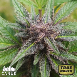 Tangie Scout Regular Seeds (Canuk Seeds) **While Supply Lasts**