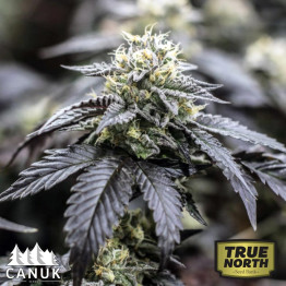 Thin Mints Regular Seeds (Canuk Seeds) *While Supplies Last*