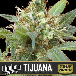 Tijuana Feminized Seeds (BlimBurn Seeds)