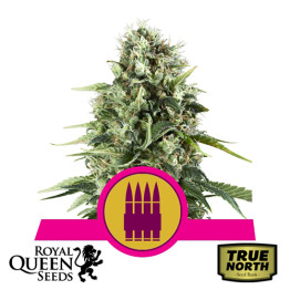 Royal AK Feminized Seeds (Royal Queen Seeds)