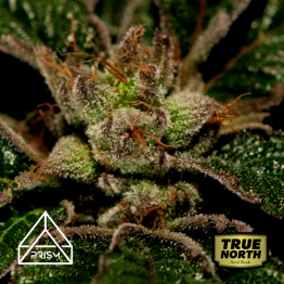 Bubble Kush Feminized Seeds (Prism Seeds)