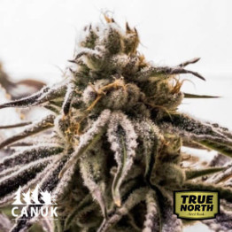 Pink Kush Feminized Seeds (Canuk Seeds)