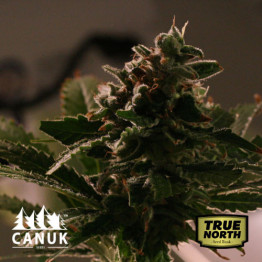 Banana Punch Feminized Seeds (Canuk Seeds)