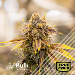 Bruce Banner CBD Regular Seeds (Bulk Seeds Guru)