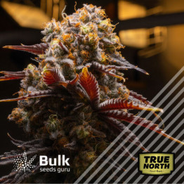 Canuk CBG Feminized Seeds (Bulk Seeds Guru)