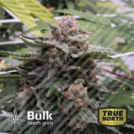 Double Chocolate Feminized Seeds (Bulk Seeds Guru) - ELITE STRAIN