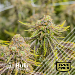 Gamma Cookies Regular Seeds (Bulk Seeds Guru)