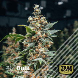 Harlequin CBD Feminized Seeds (Bulk Seeds Guru)