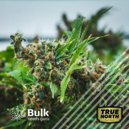 Killer Bruce Regular Seeds (Bulk Seeds Guru)