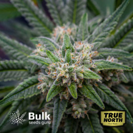 Kryptonite Kush Fast Feminized Seeds (Bulk Seeds Guru)