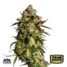 AK Auto Feminized Seeds (Canuk Seeds)