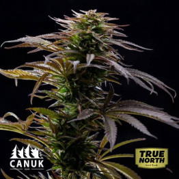 Alaskan Thunder Fuck Feminized Seeds (Canuk Seeds) - ELITE STRAIN