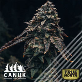 Blueberry Banner Regular Seeds *While Supplies Last* (Canuk Seeds)
