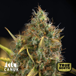 Cookie Kush Feminized Seeds (Canuk Seeds) - ELITE STRAIN
