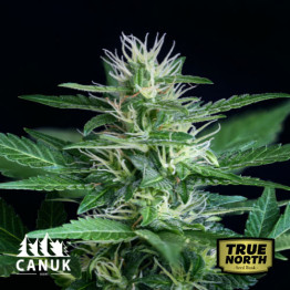 Dosi Cookies Feminized Seeds (Canuk Seeds) - ELITE STRAIN