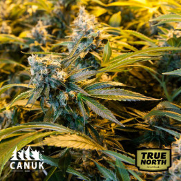 Fire OG Feminized Seeds (Canuk Seeds) - ELITE STRAIN 