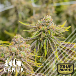 Gamma Cookies Regular Seeds *While Supplies Last* (Canuk Seeds)