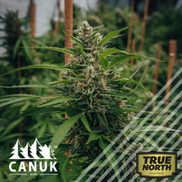 Gorilla Bruce Regular Seeds *While Supplies Last* (Canuk Seeds)