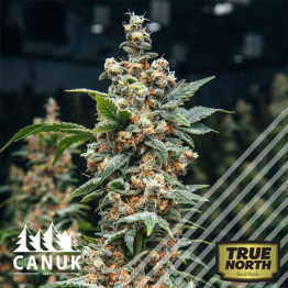 Harlequin CBD Feminized Seeds (Canuk Seeds)