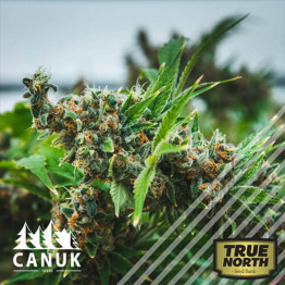 Killer Bruce Regular Seeds *While Supplies Last* (Canuk Seeds)