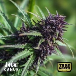 Purple Gelato Feminized Seeds (Canuk Seeds) - ELITE STRAIN