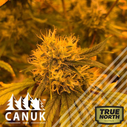 Vanilla Bruce Regular Seeds (Canuk Seeds) - CLEARANCE