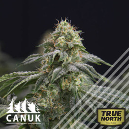 Widow Bruce Regular Seeds (Canuk Seeds) - CLEARANCE