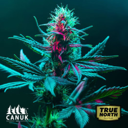 Critical Mass Auto Feminized Seeds (Canuk Seeds)