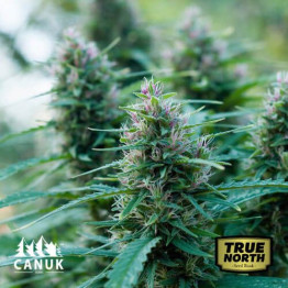 OG Kush Fast Version Feminized Seeds (Canuk Seeds) - ELITE STRAIN