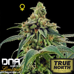 Training Day FEMINIZED Seeds - Limited Collection (DNA Genetics)
