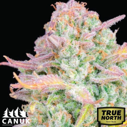 Trainwreck Fast Version Feminized Seeds (Canuk Seeds) - ELITE STRAIN