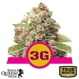 Triple G Feminized Seeds (Royal Queen Seeds)